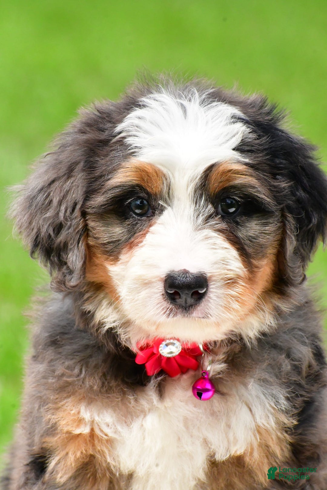 Mini Bernedoodle dogs for sale: Jade - Image 2