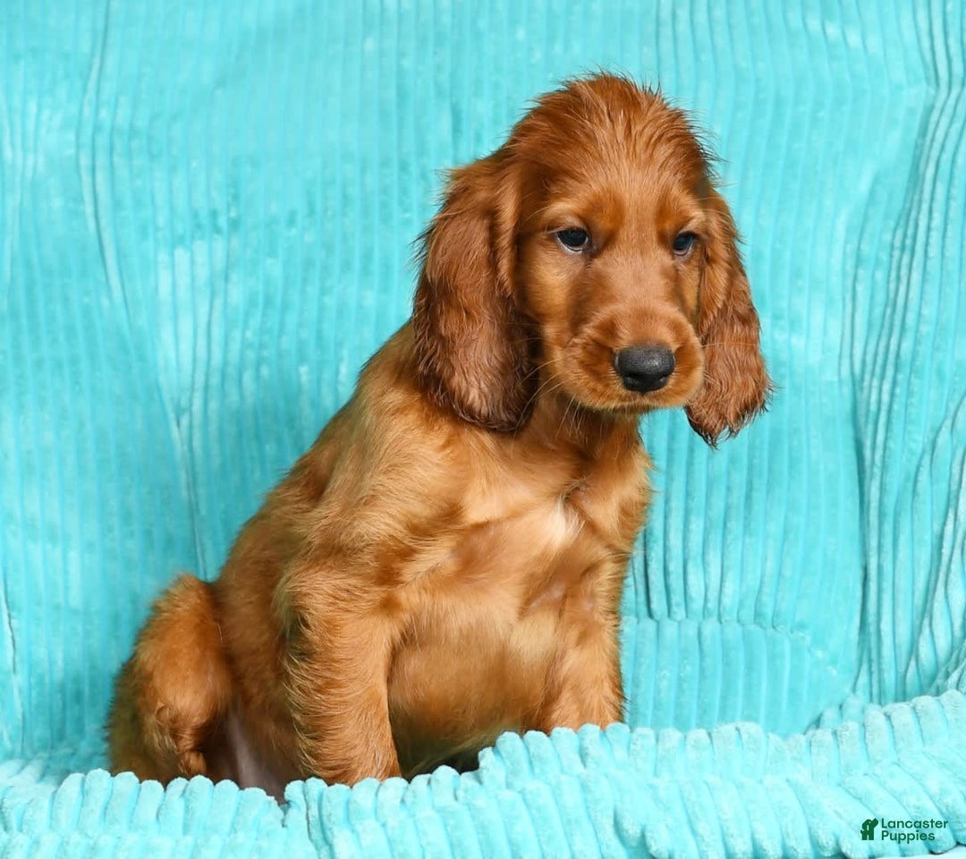Irish Setter dogs for sale: Marley - Image 9