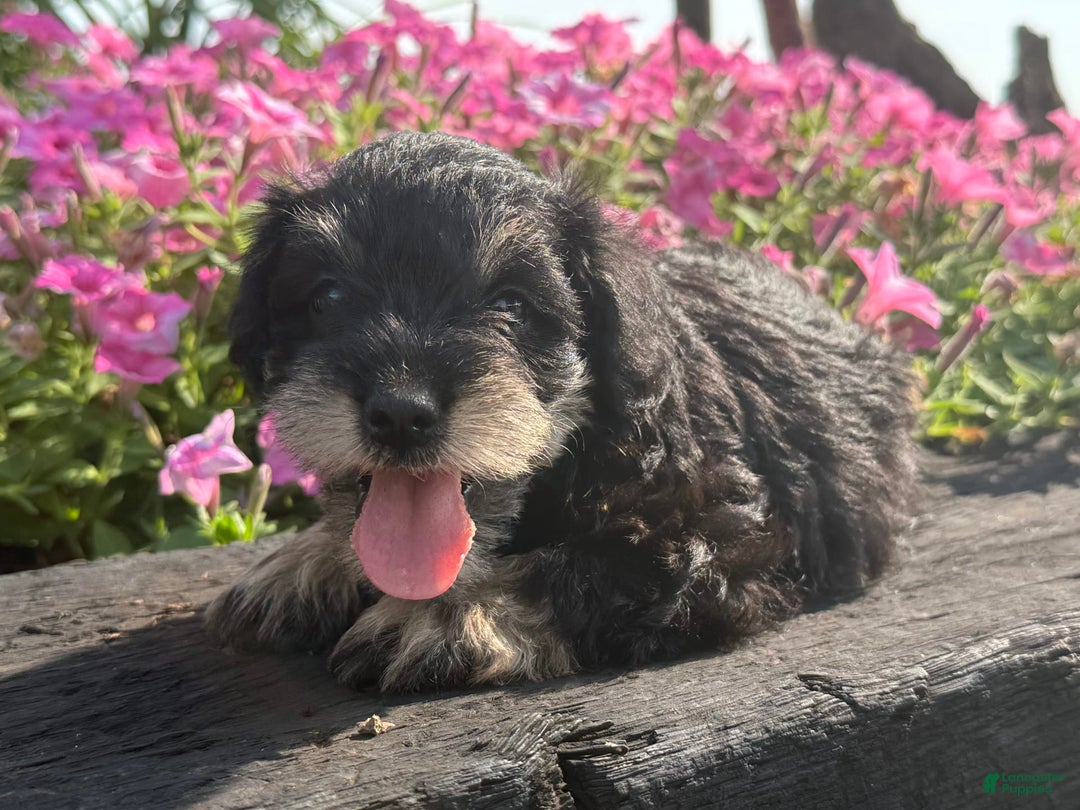 Schnoodle dogs for sale: Isaac - Image 8