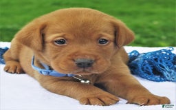Labrador Retriever dogs for sale: Firecracker - Image 5