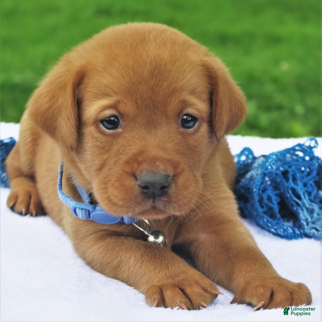 Labrador Retriever dogs for sale: Firecracker - Image 5
