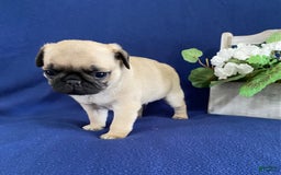 Pug dogs for sale: Elmer - Image 5