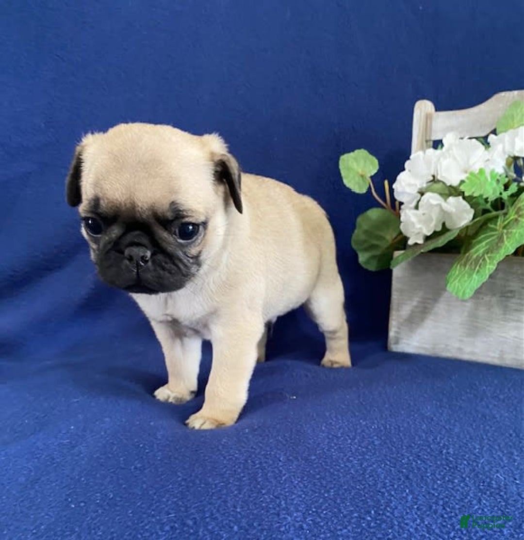 Pug dogs for sale: Elmer - Image 5
