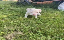 American Pit Bull Terrier dogs for sale: Oso - Image 3