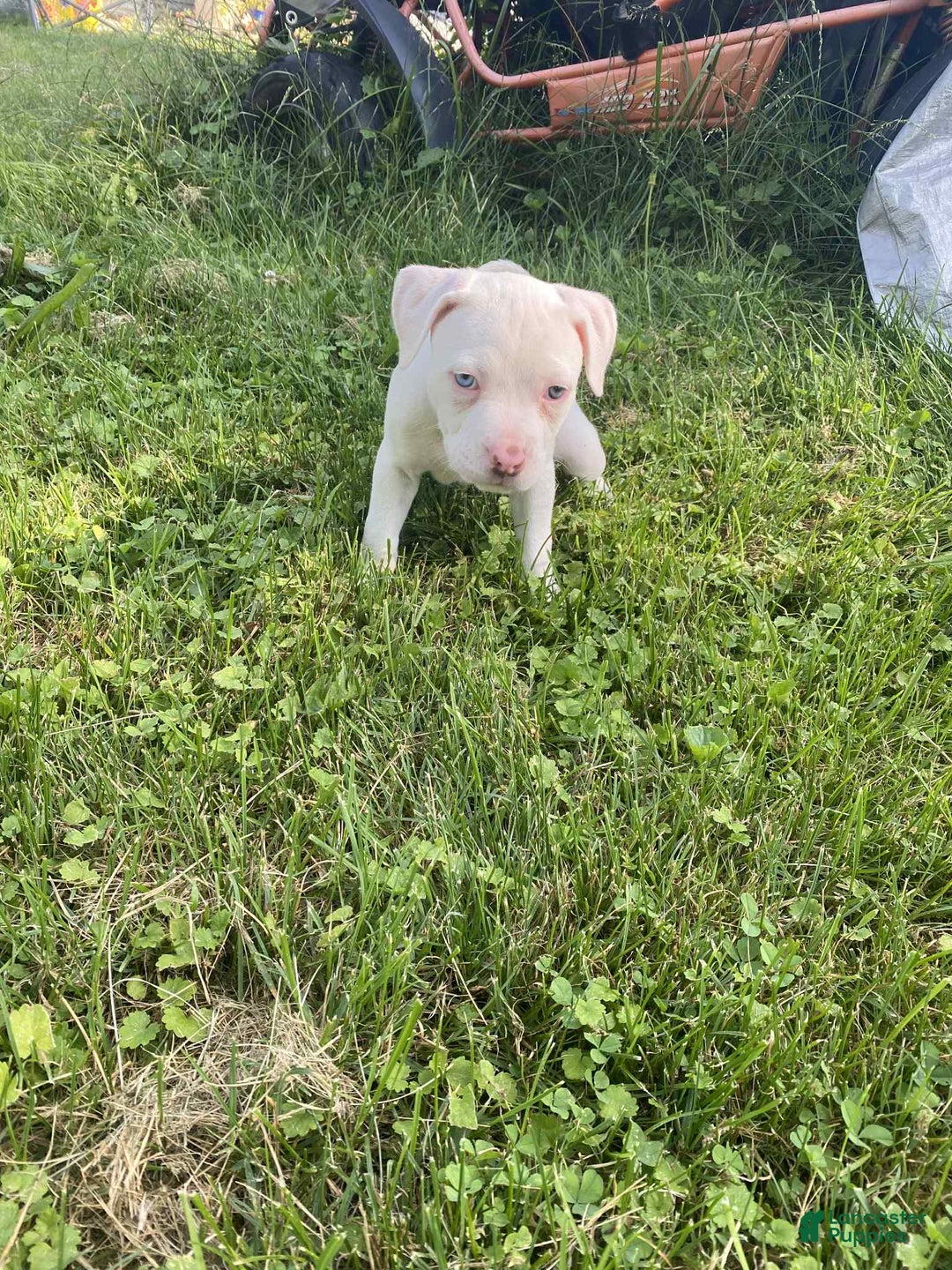 American Pit Bull Terrier dogs for sale: Oso - Image 3