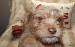 Yorkshire Terrier dogs for sale: Duke - Image 6