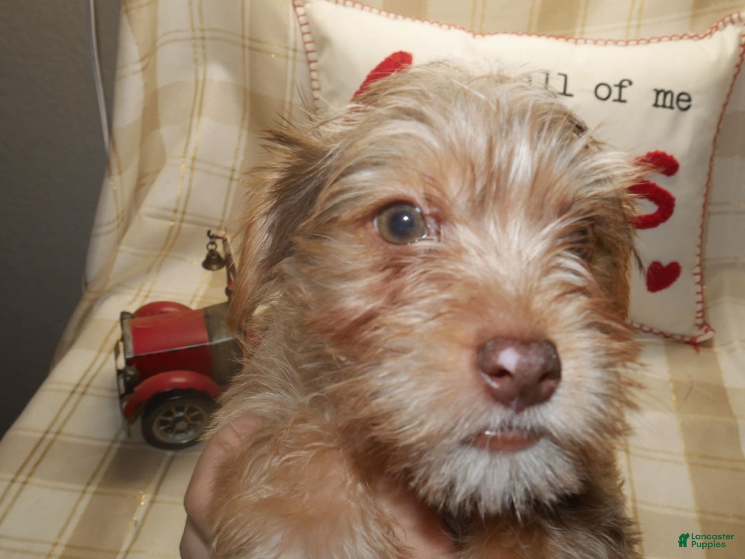 Yorkshire Terrier dogs for sale: Duke - Image 6