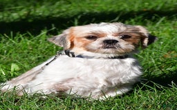 Shih Tzu dogs for sale: Logan - Image 11