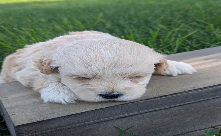 Cockapoo dogs for sale - Ad 3