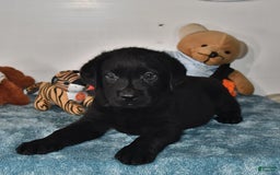 Labrador Retriever dogs for sale: Carter - Image 11
