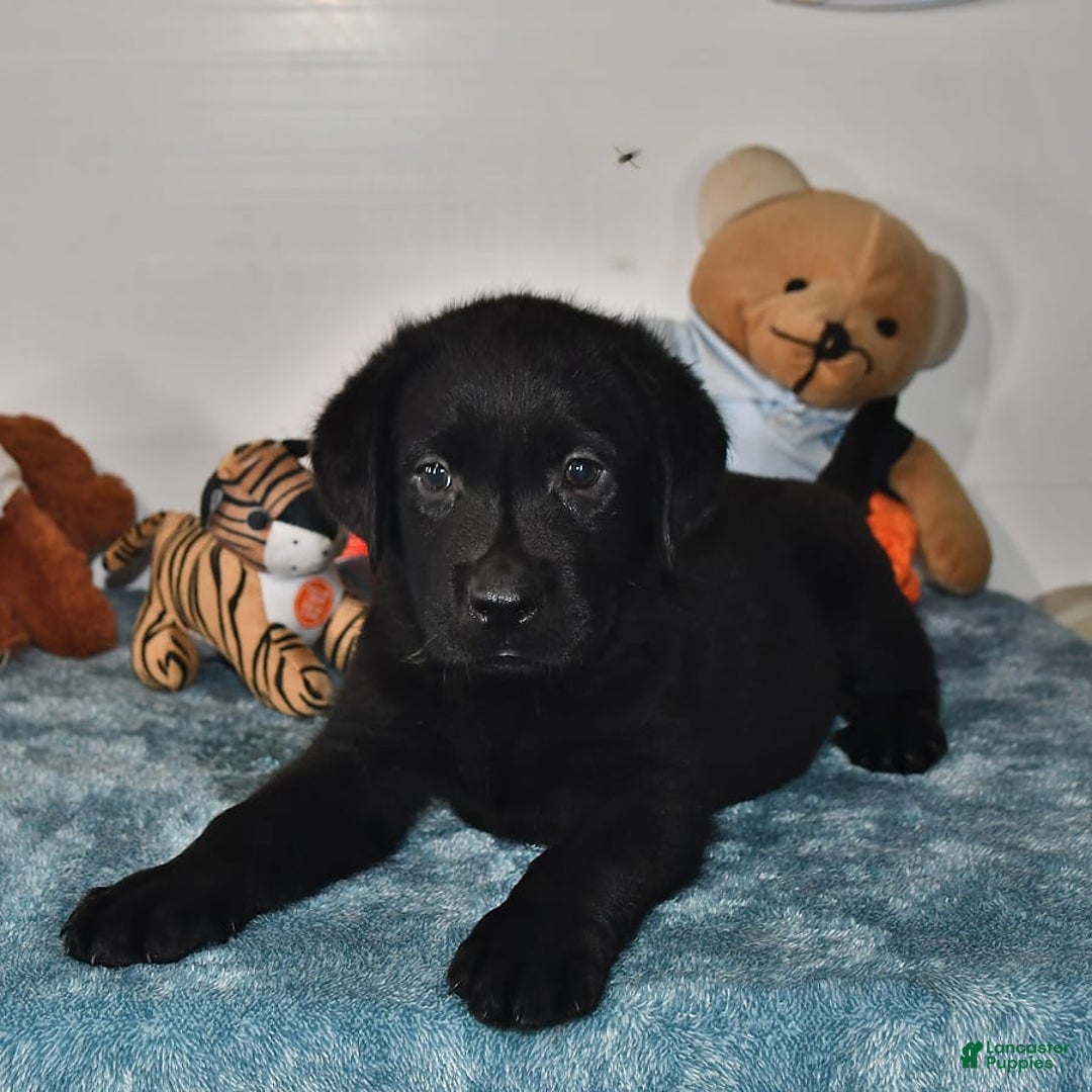 Labrador Retriever dogs for sale: Carter - Image 11