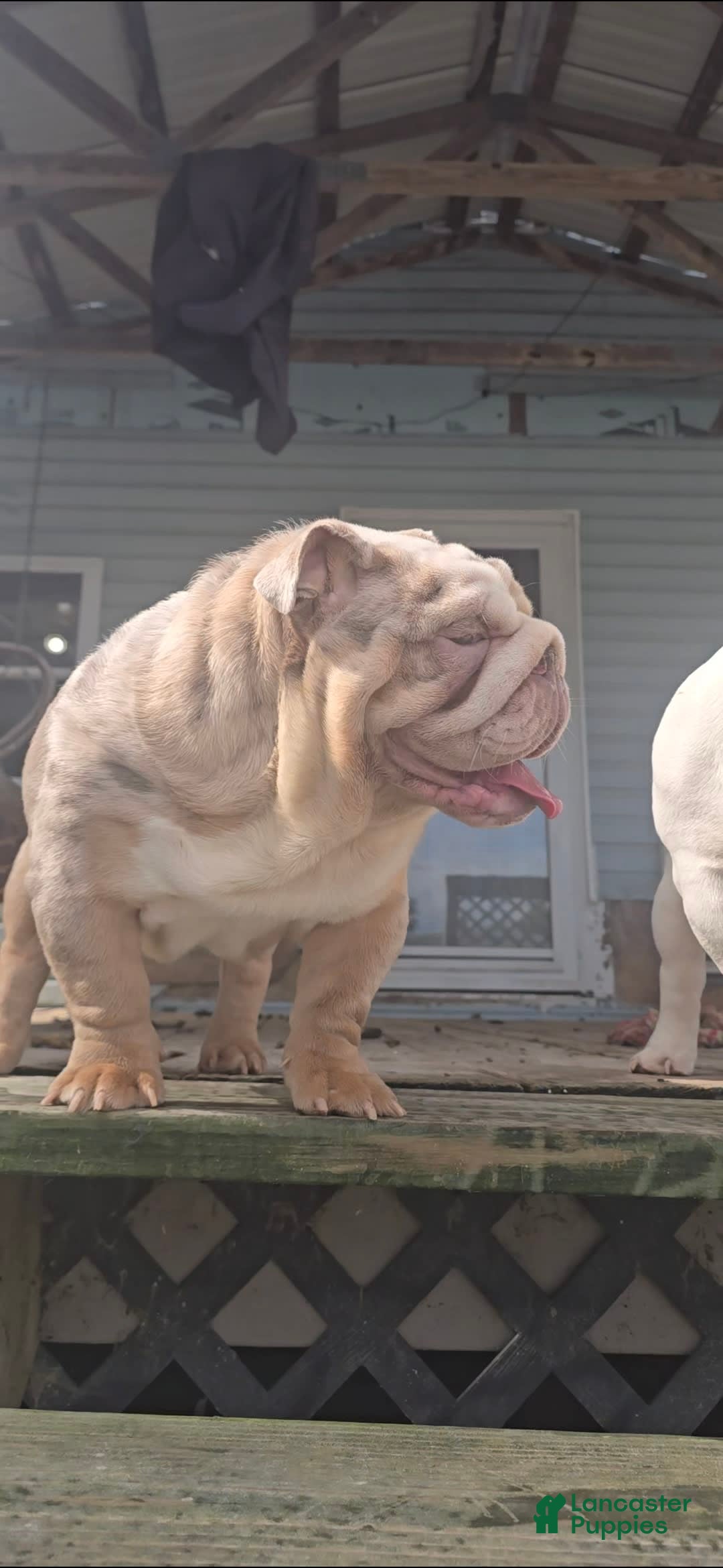 English Bulldog dogs for sale: Rj - Image 4