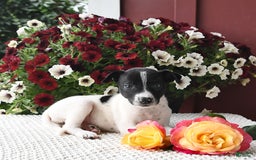 Border Collie dogs for sale: Tina - Image 1