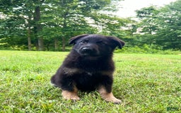 German Shepherd dogs for sale: Liberty - Image 10