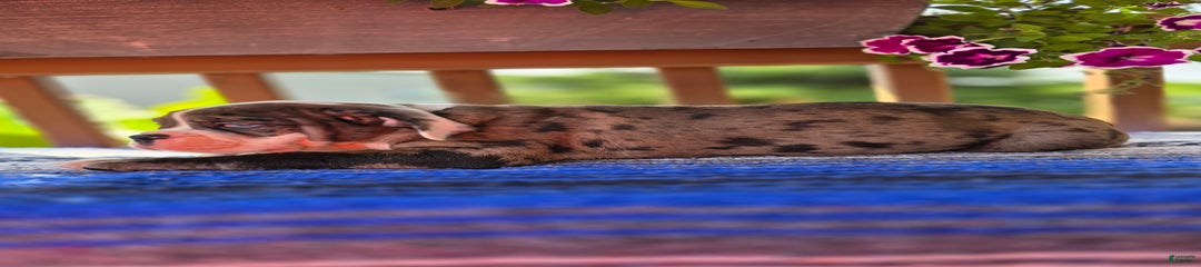 Cookie