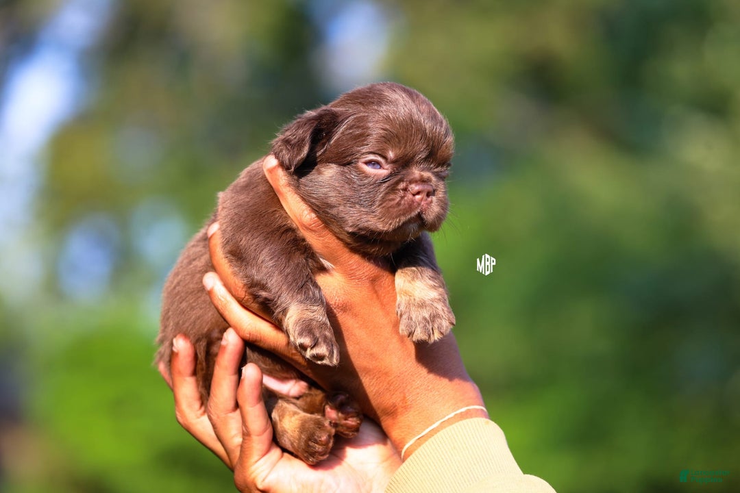 French Bulldog dogs for sale: Teddy - Image 1