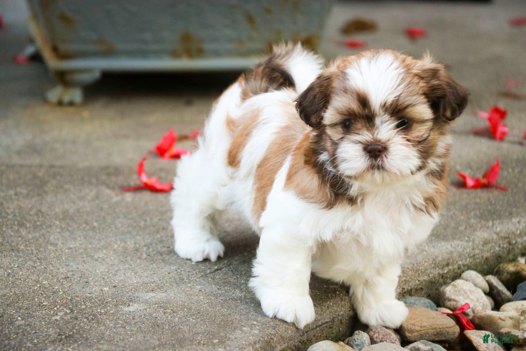 Shih Tzu dogs for sale: Shih Tzu 4 puppies - Image 32