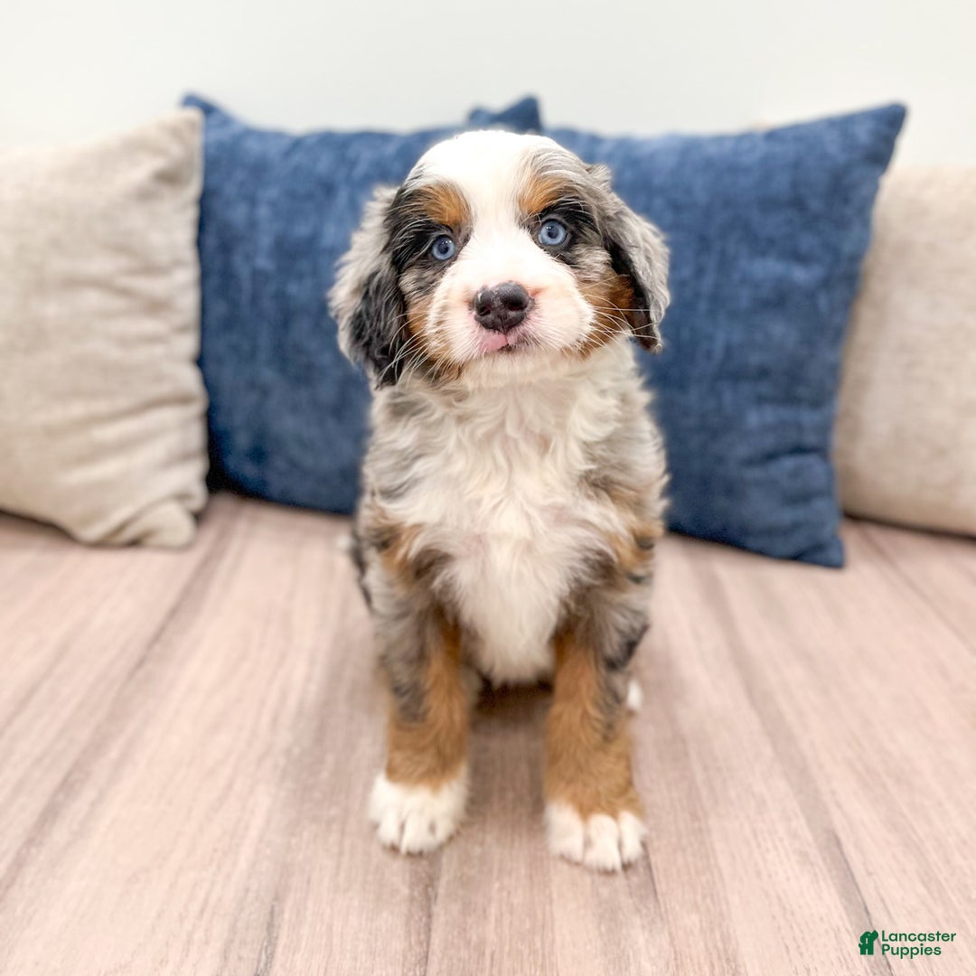 Mini Bernedoodle dogs for sale: Heidi - Image 3