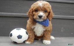 Cockapoo dogs for sale: Lenny - Image 1