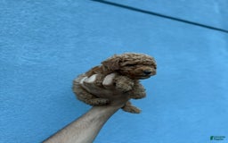 Toy Poodle dogs for sale: Zion - Image 3