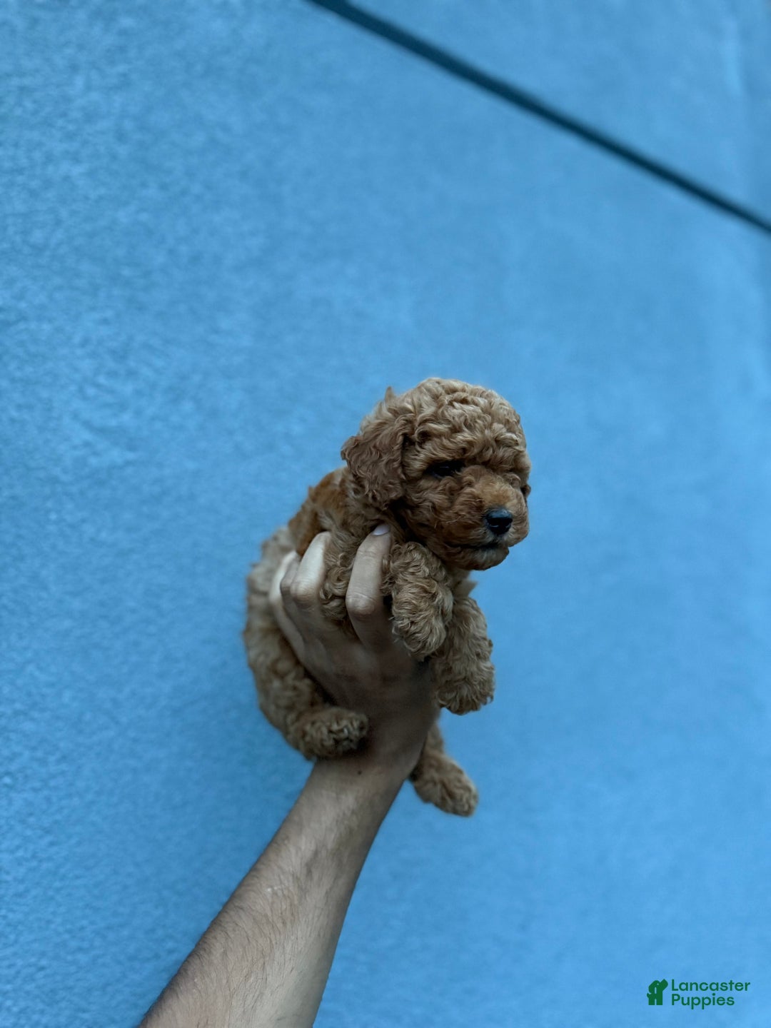 Toy Poodle dogs for sale: Zion - Image 3