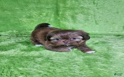 Shih Tzu dogs for sale: Bear - Image 14