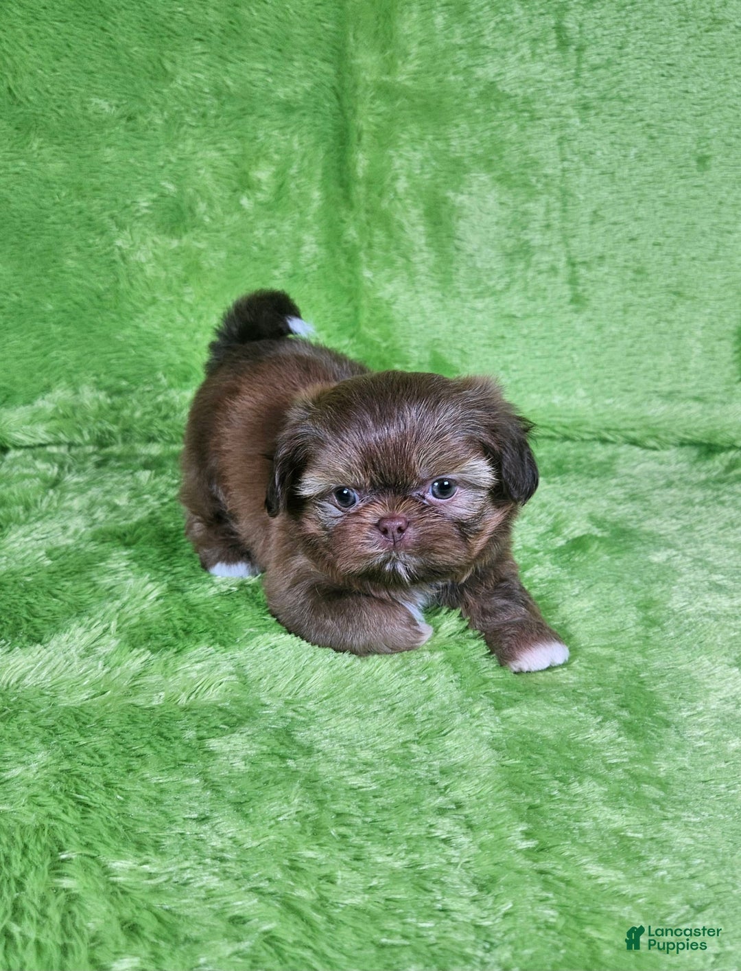 Shih Tzu dogs for sale: Bear - Image 14