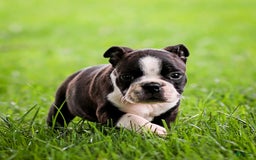 Boston Terrier dogs for sale: Daffodil - Image 14