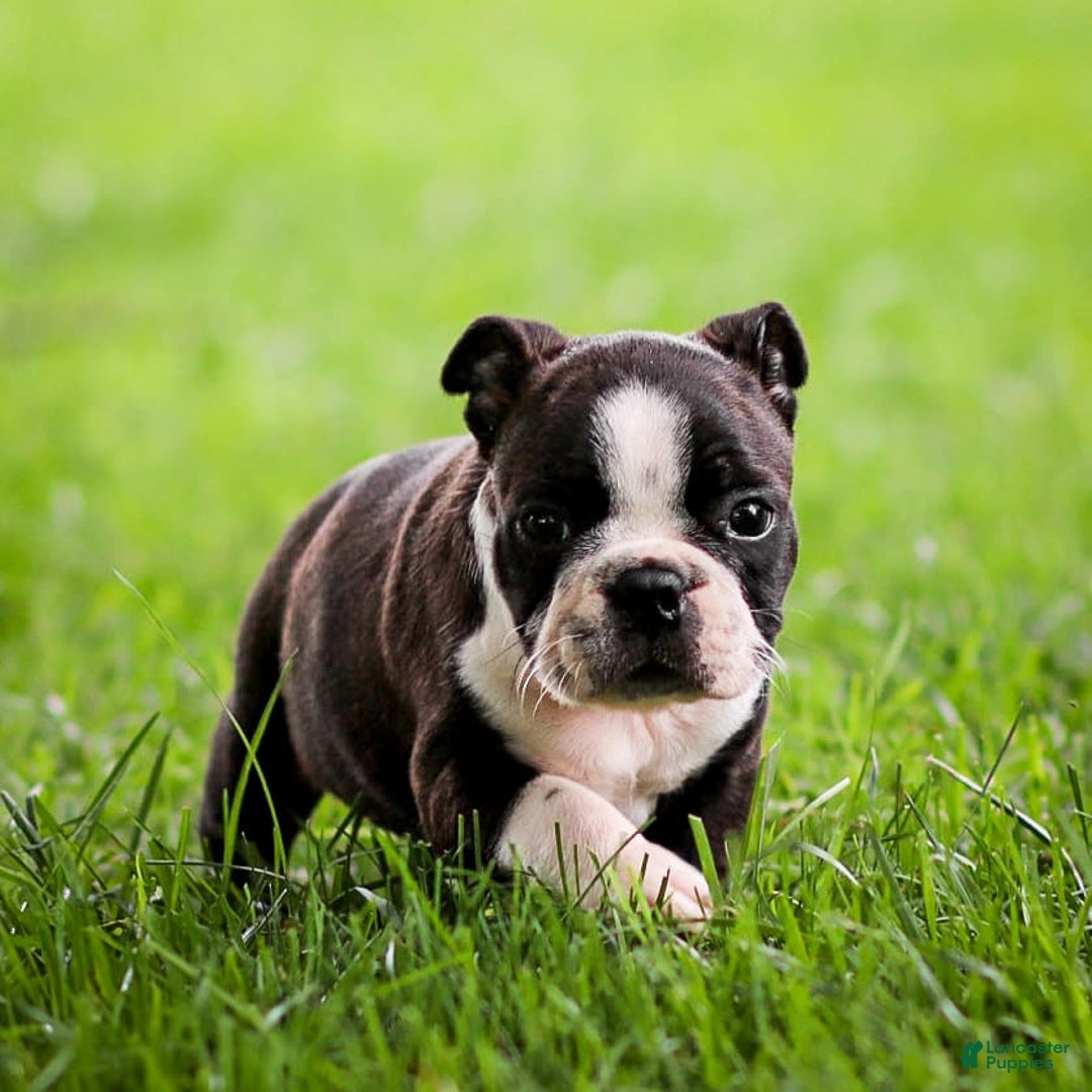 Boston Terrier dogs for sale: Daffodil - Image 14