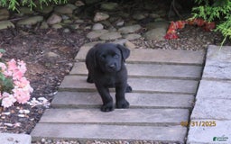 Labrador Retriever dogs for sale: Hunter - Image 10