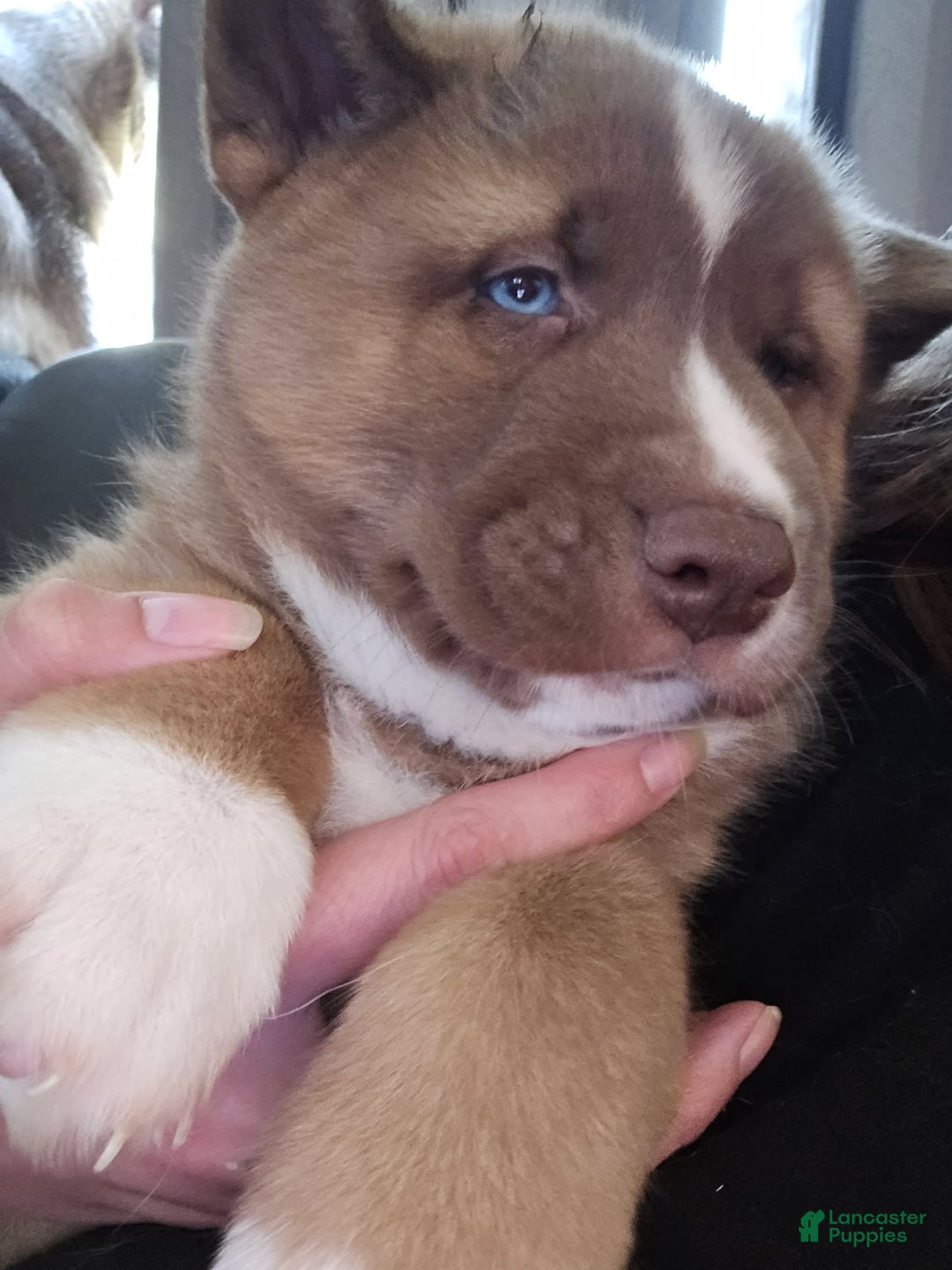 Akita dogs for sale: Puppy - Image 9