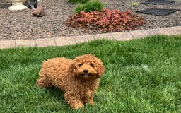 Cockapoo dogs for sale: Terry - Image 6