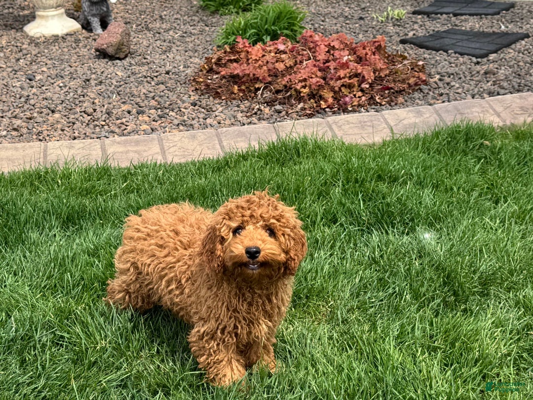 Cockapoo dogs for sale: Terry - Image 6