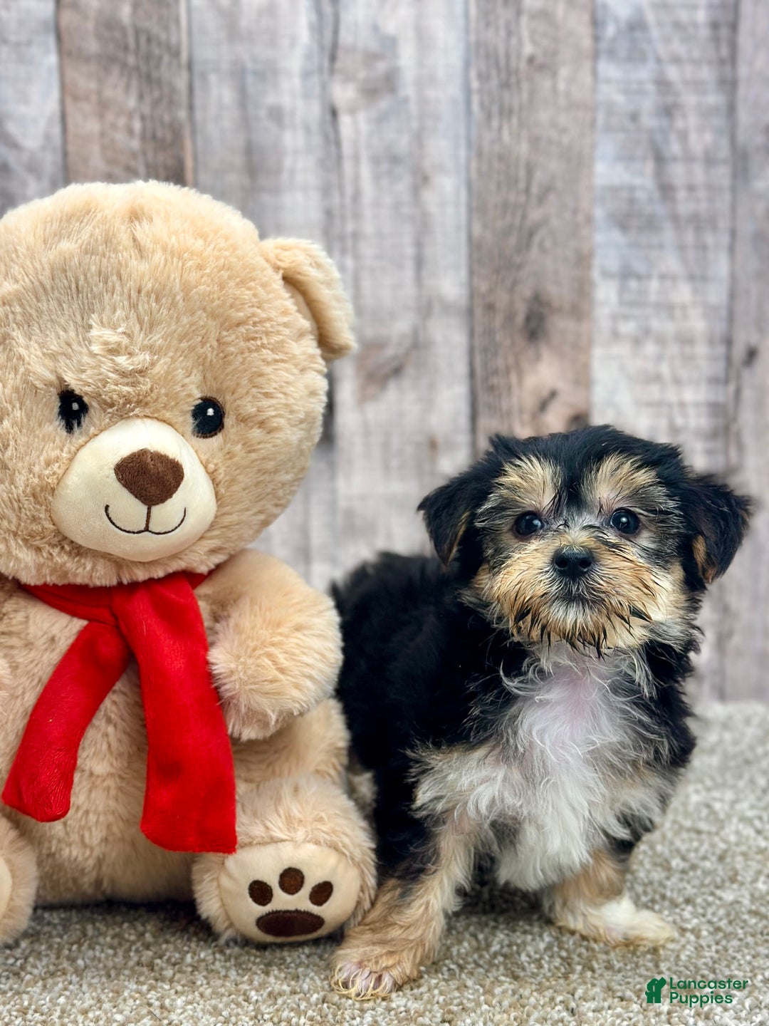 Morkie dogs for sale: Ness - Image 2