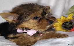 Yorkshire Terrier dogs for sale: Seraphina - Image 10