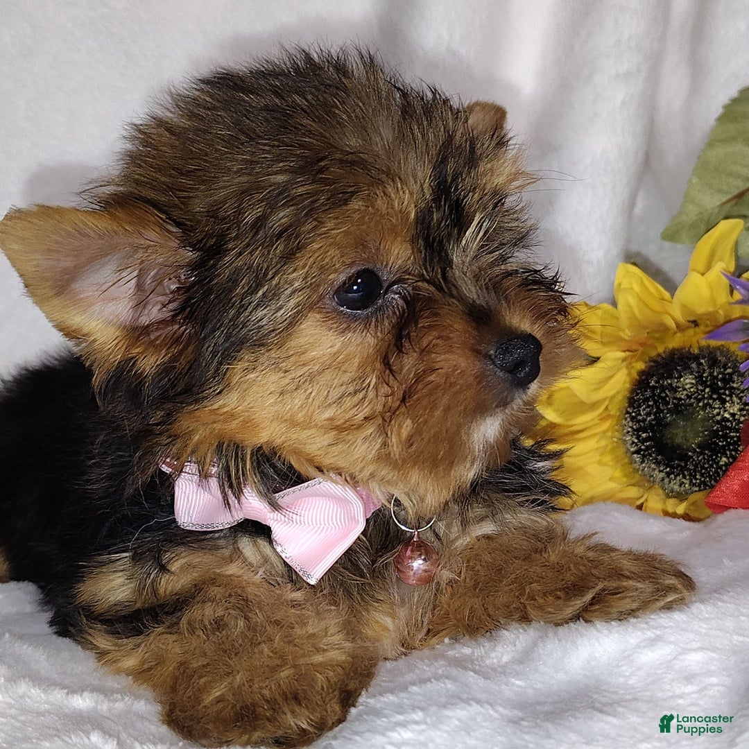 Yorkshire Terrier dogs for sale: Seraphina - Image 10
