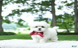 Maltese dogs for sale: Kash - Image 11