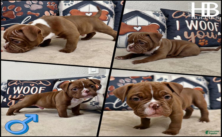 American Bully dogs for sale - Ad 1