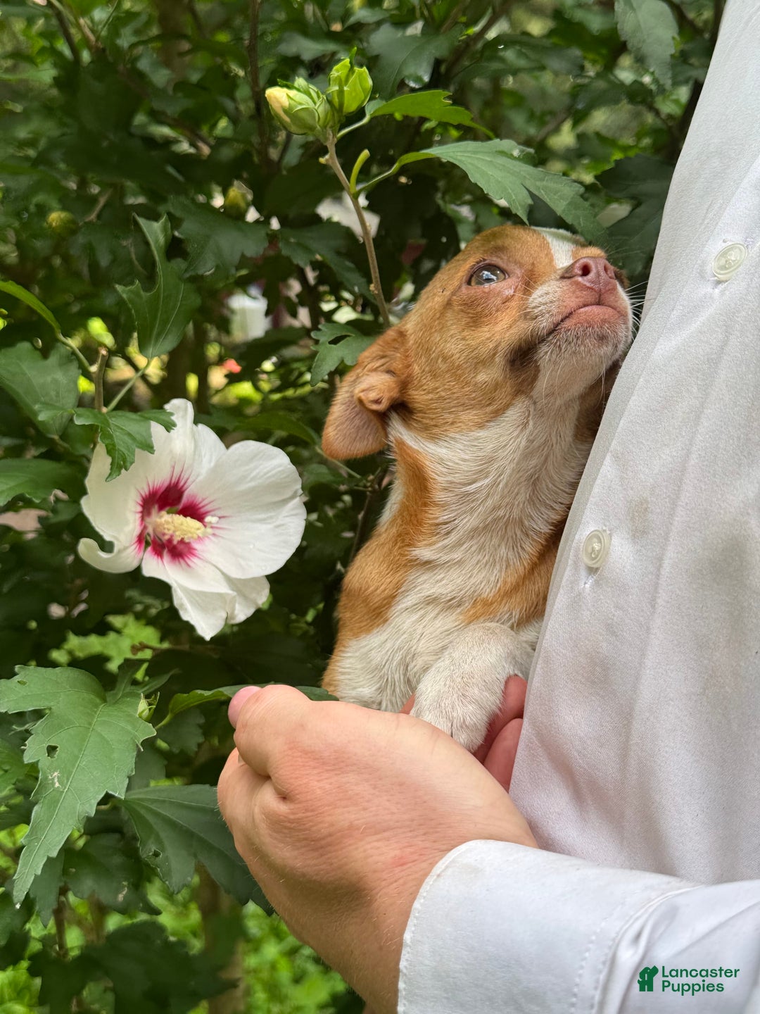 Chihuahua dogs for sale: Chihuahua 2 puppies - Image 18
