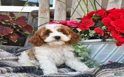 Cavapoo dogs for sale: Clover - Image 2