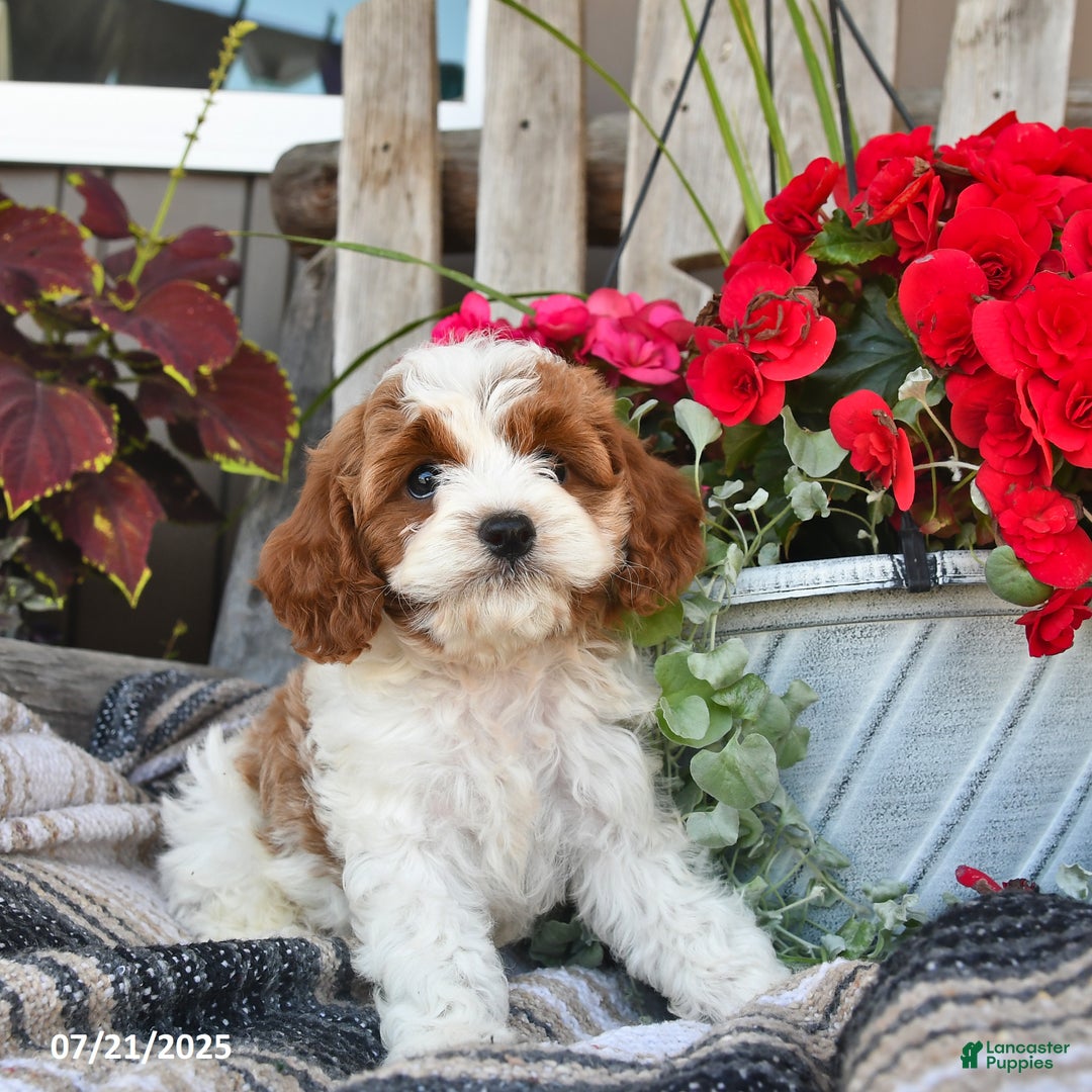 Cavapoo dogs for sale: Clover - Image 2