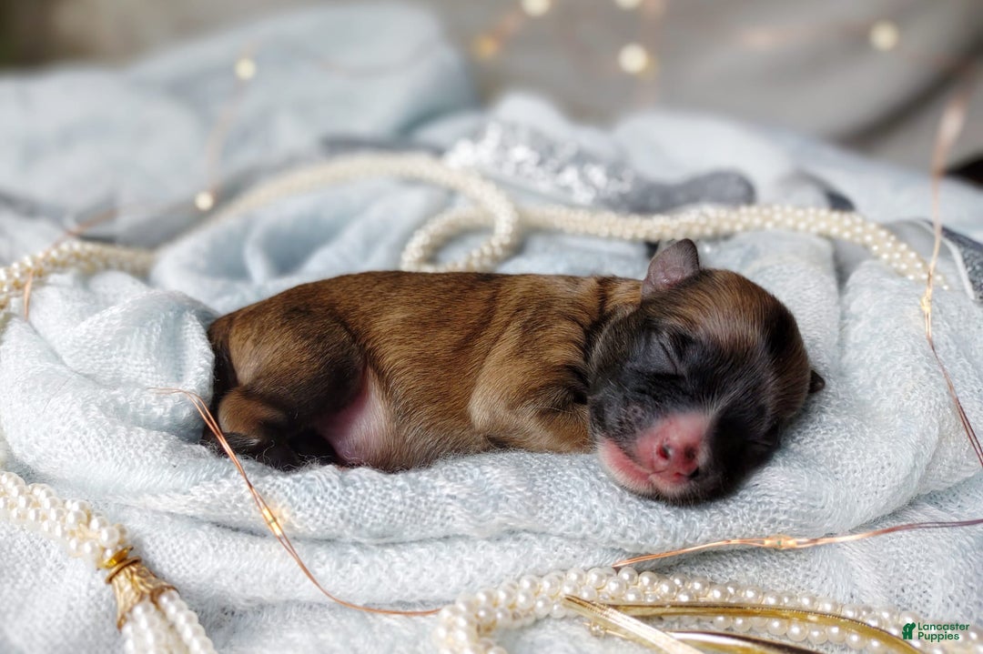 Morkie dogs for sale: Rare Gold Flame - Image 15