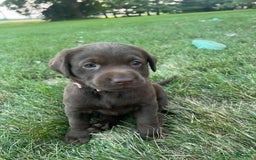 Labrador Retriever dogs for sale: Labrador Retriever 1 puppies - Image 1