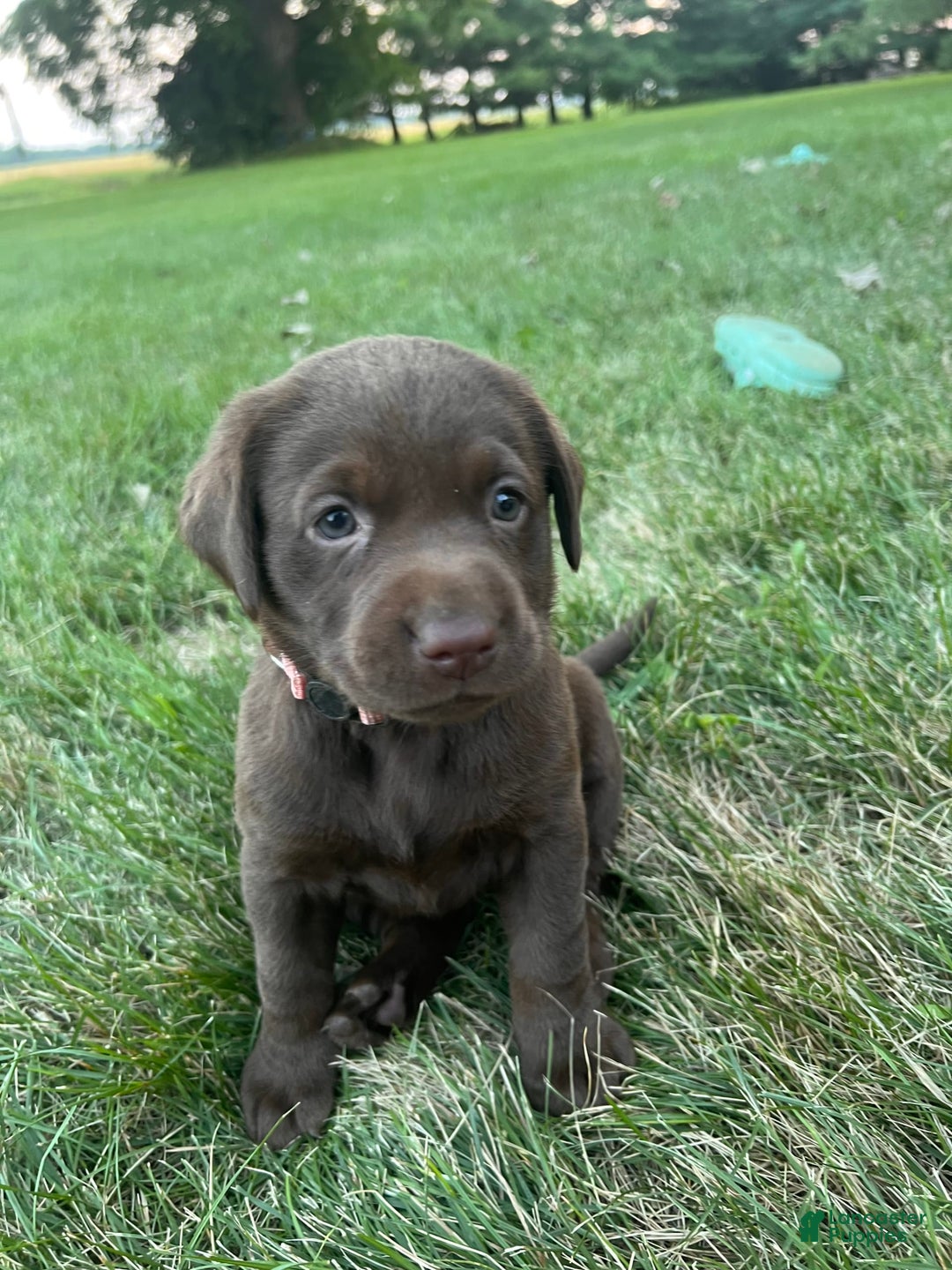 Labrador Retriever dogs for sale: Labrador Retriever 1 puppies - Image 1