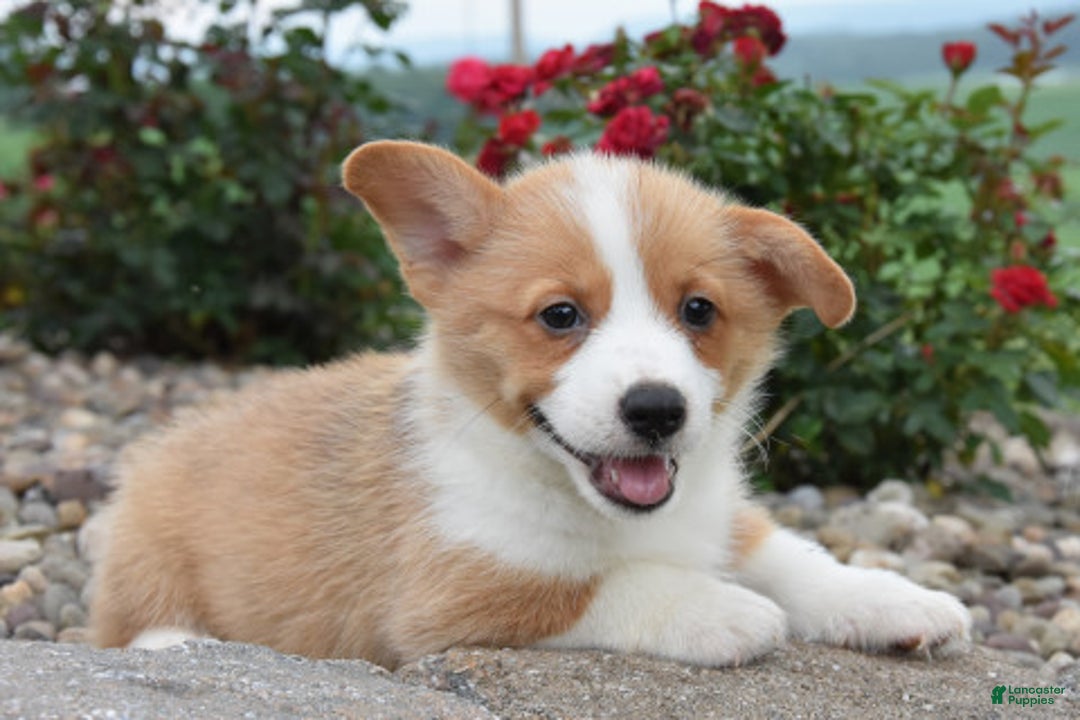 Welsh Corgi Pembroke dogs for sale: Leo - Image 2