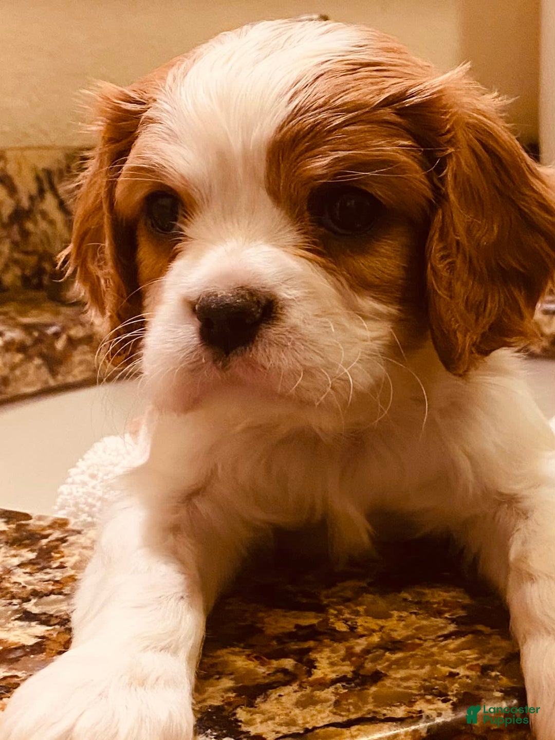 Cavalier King Charles Spaniel dogs for sale: Blenheim Boy - Image 9