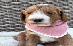 Goldendoodle dogs for sale: Charlotte - Image 13