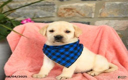 Labrador Retriever dogs for sale: Brie - Image 1