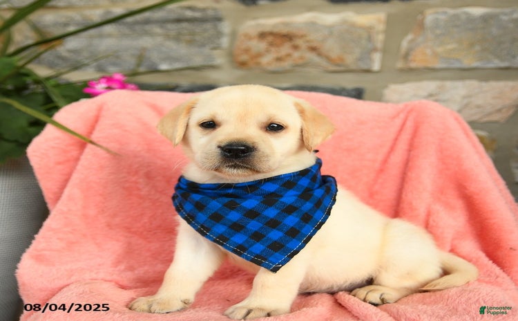 Labrador Retriever dogs for sale - Ad 4