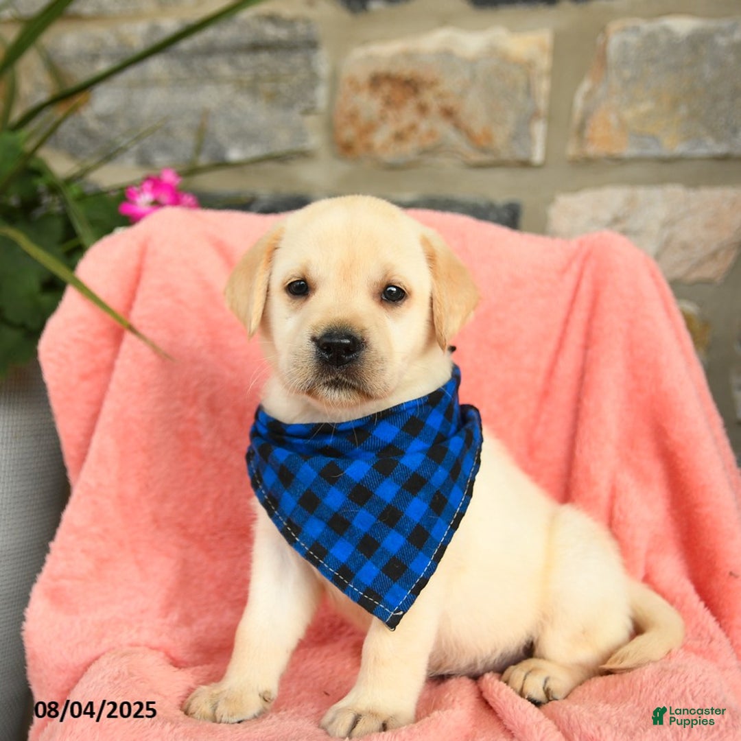 Labrador Retriever dogs for sale: Brie - Image 1